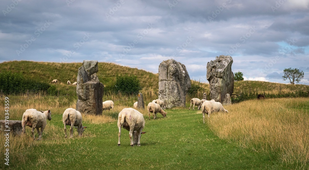Fototapeta premium Impressive standing stones from the historic circle in Avebury Wiltshire. Sheep can be seen grazing amongst the massive rocks.