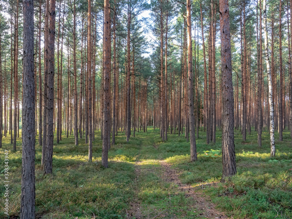 Trunks of pine trees in golden, brown and coppery colors. Large Lower Silesian Forest in warm evening light.