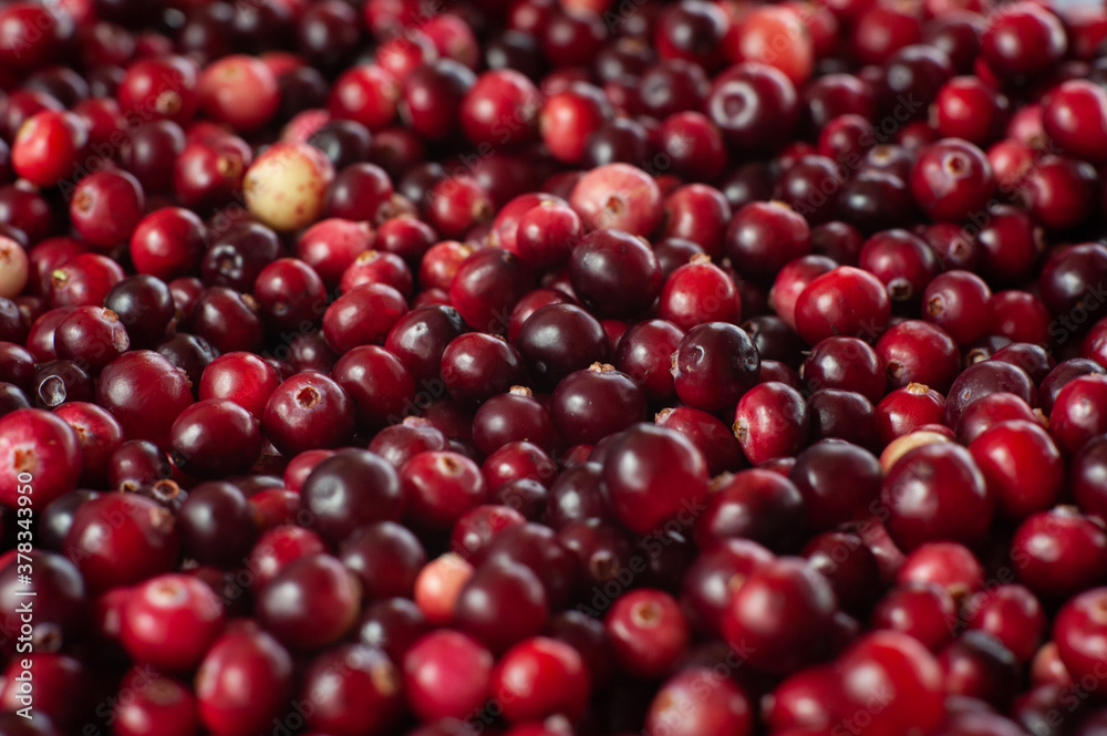 Cranberry. Small forest red berry. A scattering of cranberries. Vitamins from nature Cranberry. Small forest red berry. A scattering of cranberries. Vitamins from nature