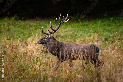 Wallpaper Mural The Red Deer (Cervuls elaphus) during the rutting season. Carpathian Mountains, Bieszczady, Poland. Torontodigital.ca