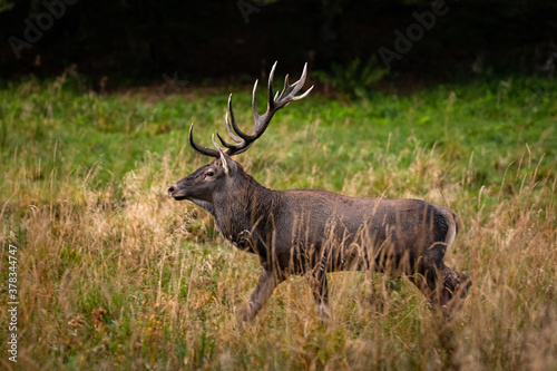 The Red Deer  Cervuls elaphus  during the rutting season. Carpathian Mountains  Bieszczady  Poland.