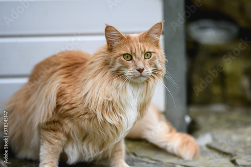 Ginger Maine Coon. A Maine Coon female cat outside in the garden looking at something in the distance. © carrigphotos