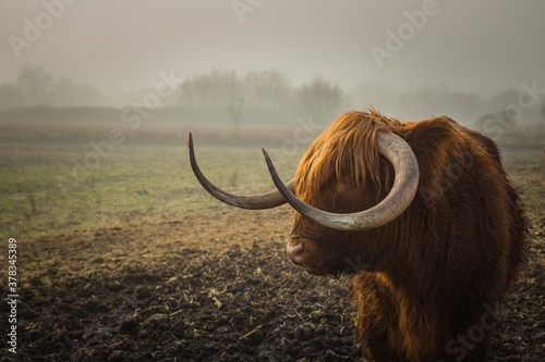Bull In a Holland Farm
