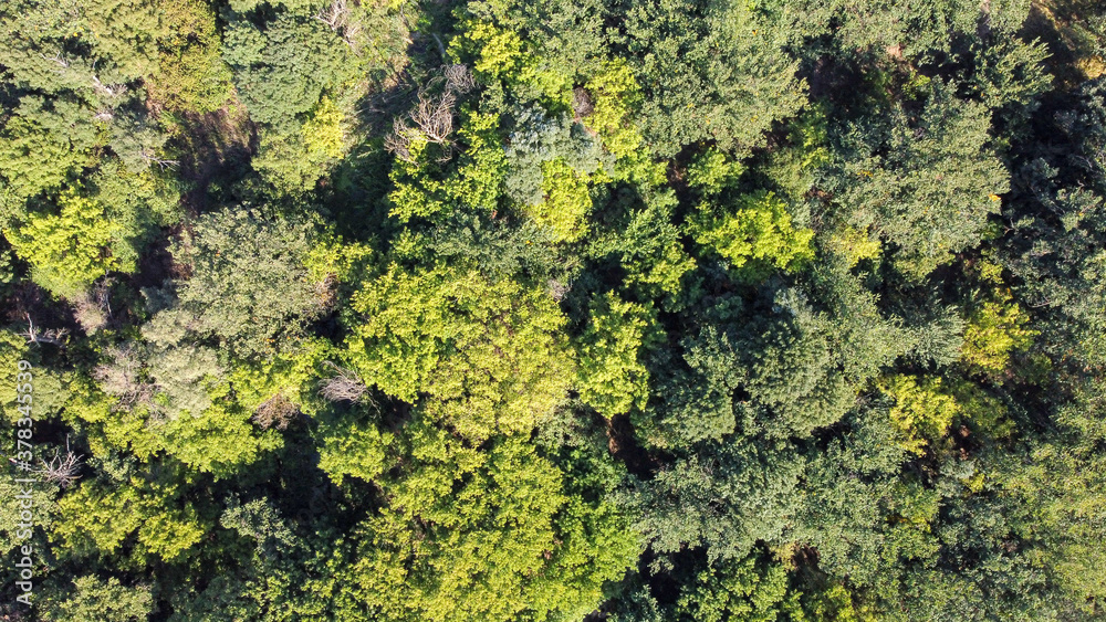 Bird's eye view of green forest with a lot of trees Bird's eye view of green forest with a lot of trees