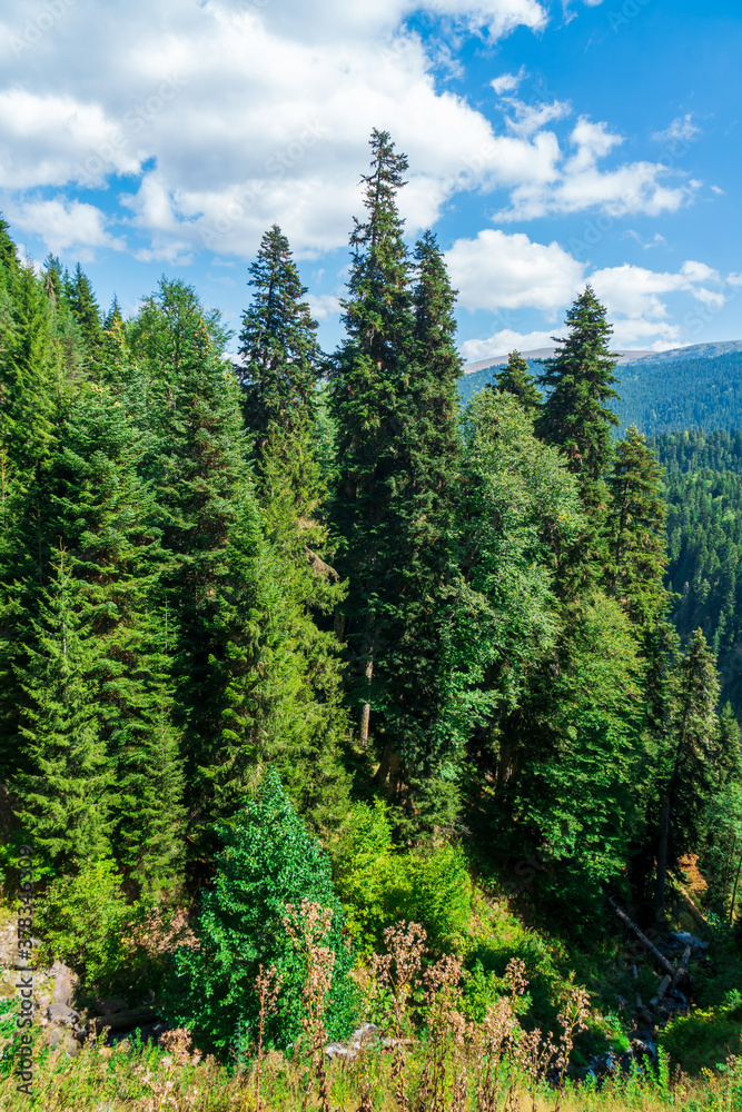 Beautiful mountain landscape in Ajara, pine trees. Georgia