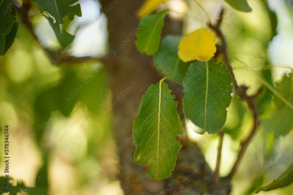Two green leaves on a branch of an pear tree Two green leaves on a branch of an pear tree