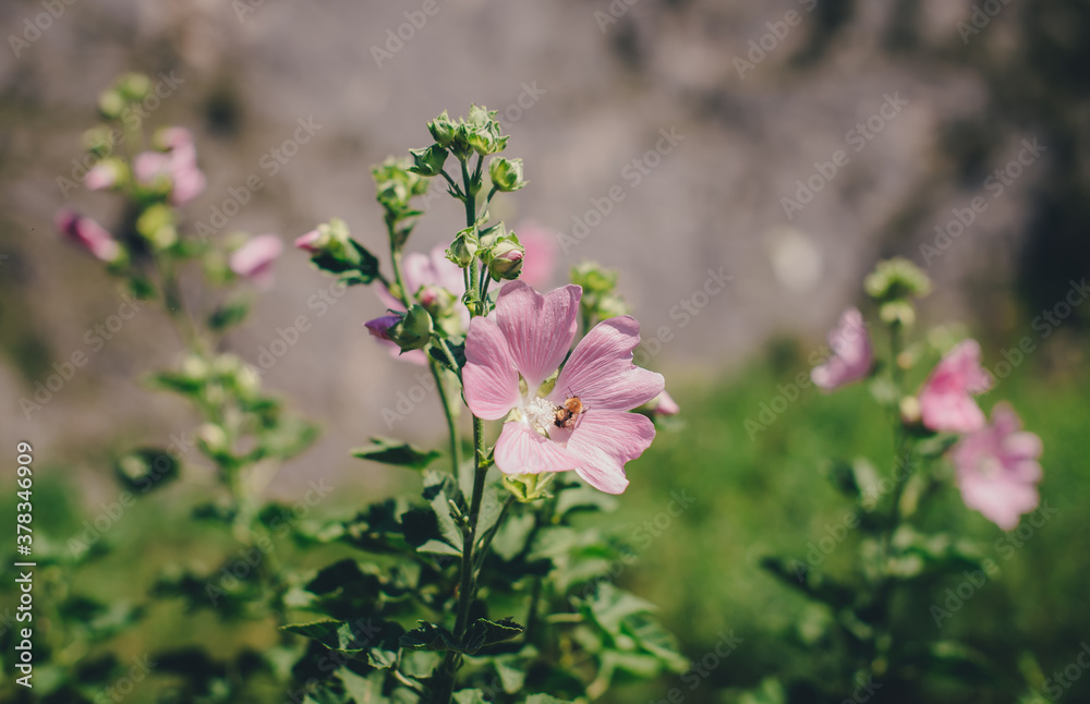 pink and white flowers