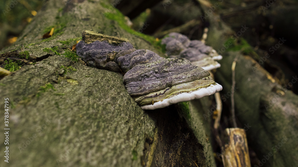 Zunderpilz am Baum Zunderpilz am Baum