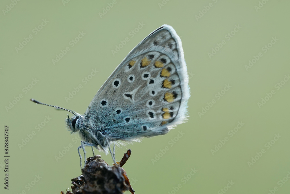 Obraz premium Nahansicht eins Schmetterlings - Bläuling