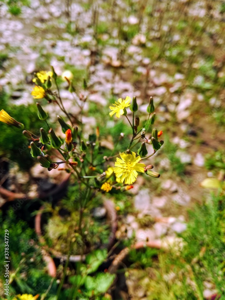 flowery herbs flowery herbs
