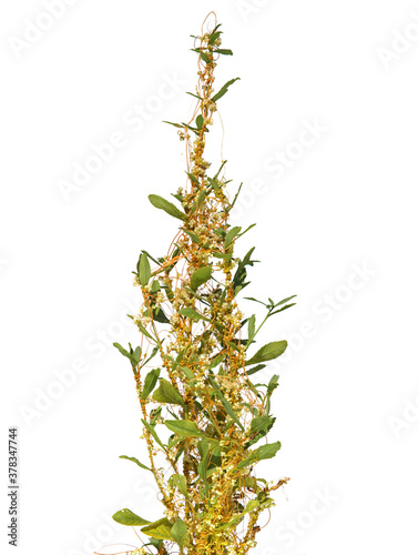 The greater dodder or European dodder, parasitic plant, isolated on white, Cuscuta europaea
