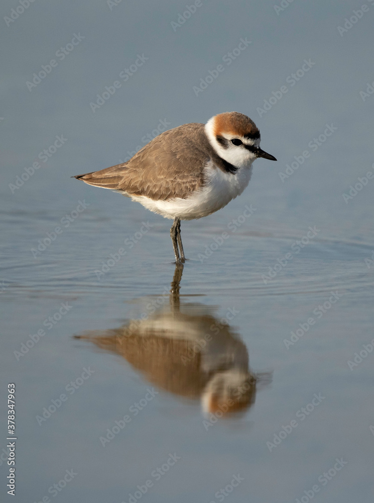 Kentish Plover and reflection at Asker Marsh, Bahrain Kentish Plover and reflection at Asker Marsh, Bahrain