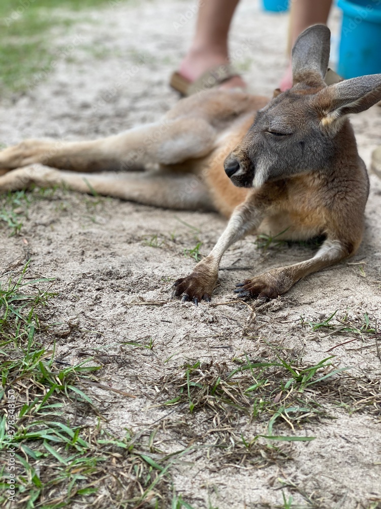 kangaroo in the park kangaroo in the park