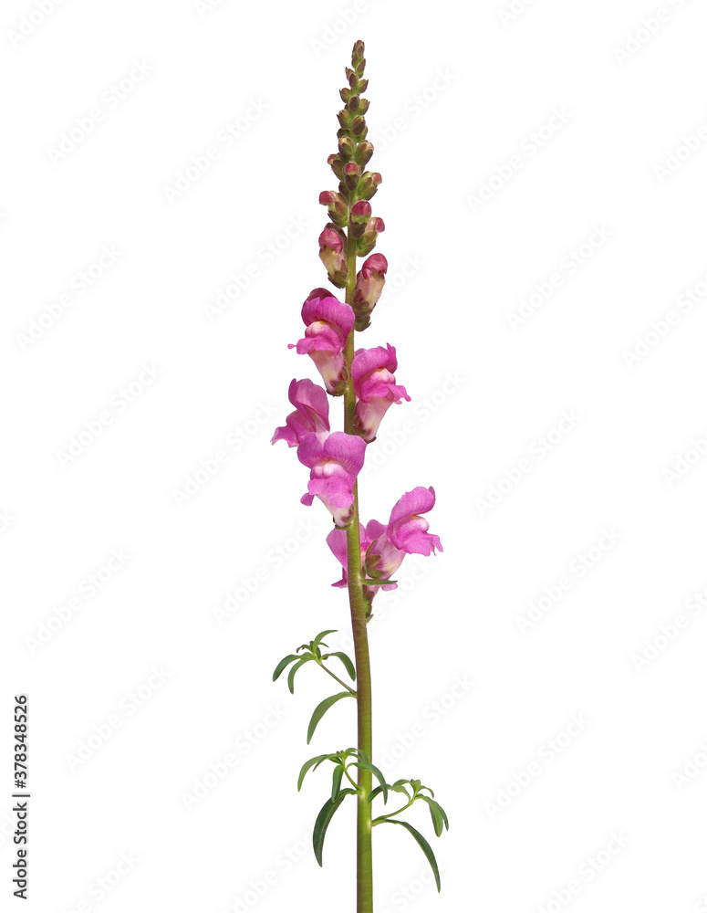 Obraz premium Pink Snapdragon flower isolated on white, Antirrhinum majus 