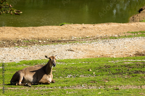 Nilgauantilope im Tierpark photo