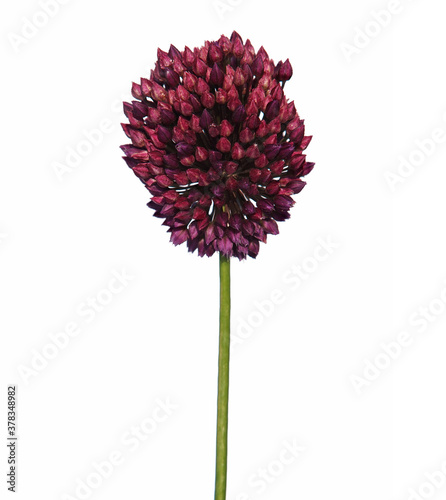 Flower head of round-headed leek or purple flowered garlic isolated on white. Allium rotundum photo