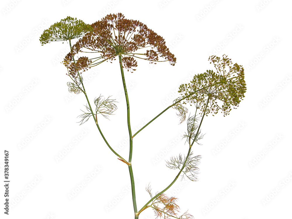 Mature plant of dill with seeds. graveolens Stock Photo Adobe Stock