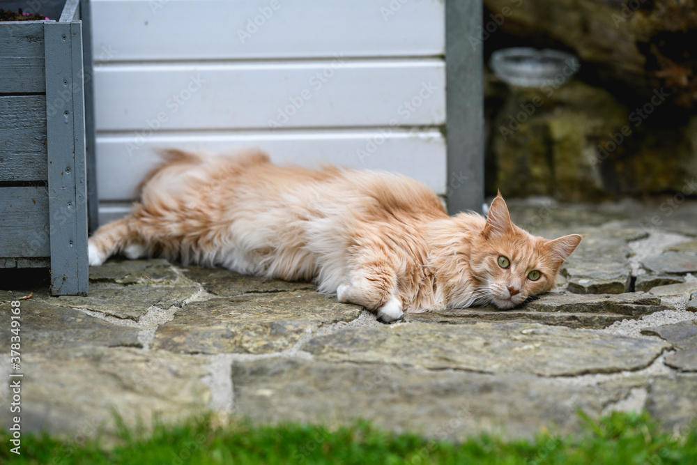 Ginger Maine Coon. A Maine Coon female cat outside in the garden looking at something in the distance. Ginger Maine Coon. A Maine Coon female cat outside in the garden looking at something in the distance.