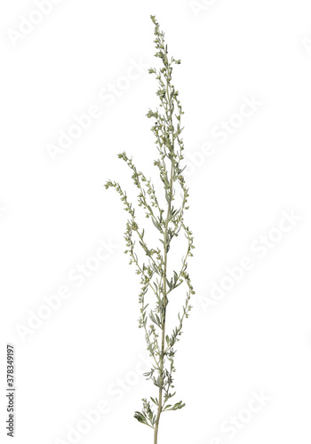 Absinthe wormwood isolated on white background. Artemisia absinthium photo