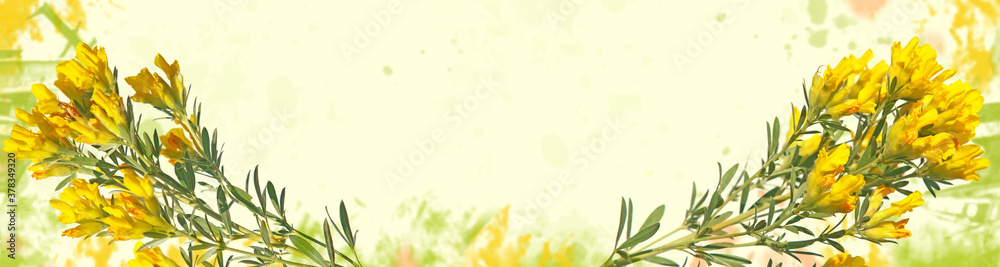 Yellow flower background of Austrian clustered broom
Yellow flower background of Austrian clustered broom