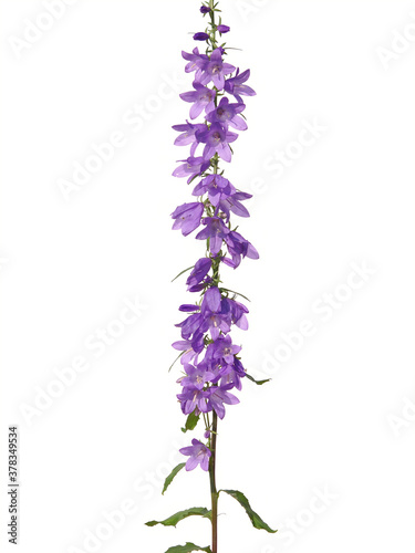 Purple flower of creeping bellflower plant isolated on white  Campanula rapunculoides