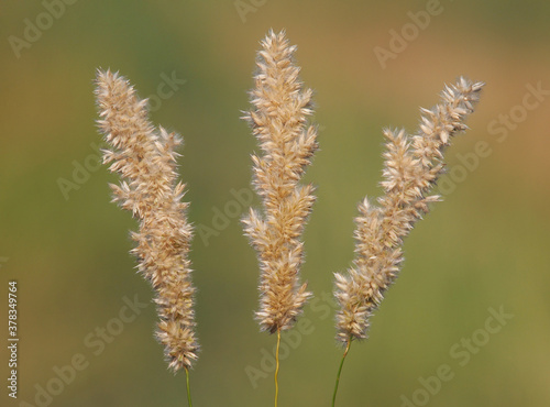 Fluffy ears of grass known as the hairy melic or silky spike melic bunchgrass. Melica ciliata