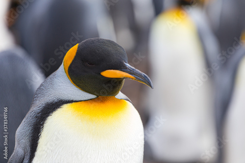 King Penguins, Falkland Islands © Sabine