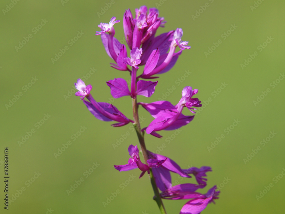 Fototapeta premium Pink purple flower of Great Milkwort. Polygala major 