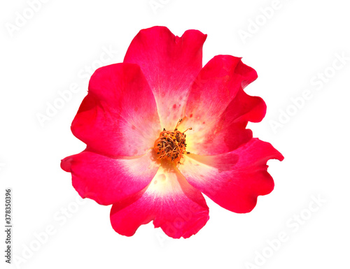Single red rose flower isolated on white background. Rosa rubiginosa © emilio100