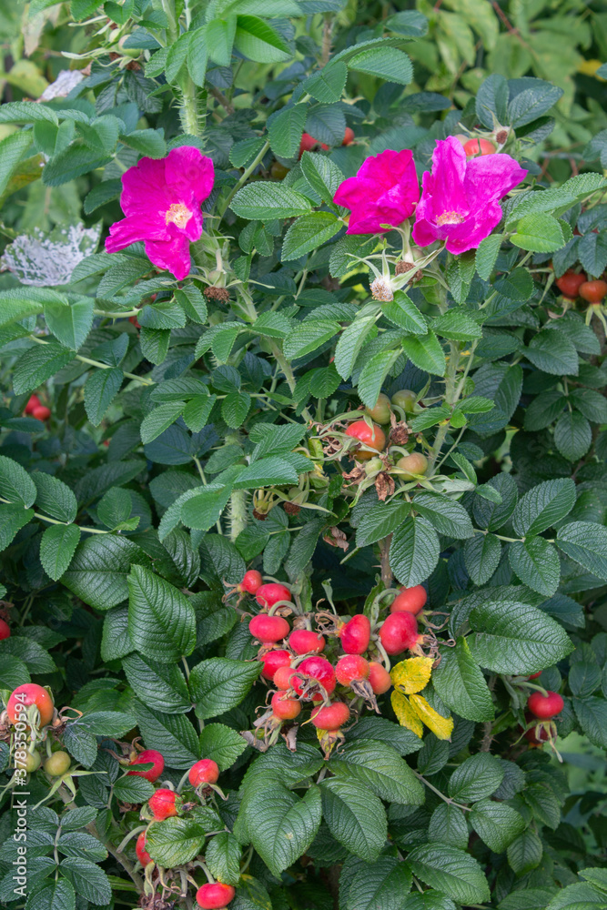 wild rose Bush with berries and flowers wild rose Bush with berries and flowers