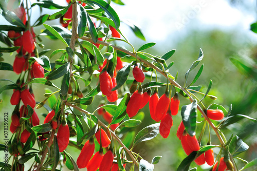 Goji berry fruits and plants in sunshine garden photo