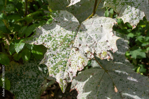 large leaves of the plant covered with dust