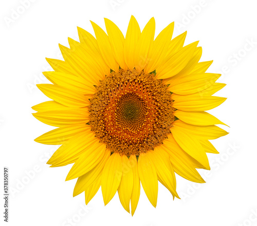 Fototapeta Naklejka Na Ścianę i Meble -  Yellow flower of sunflower isolated on white background
