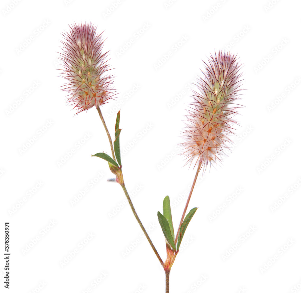 Flower head of Rabbitfoot clover isolated on white. Trifolium arvense Flower head of Rabbitfoot clover isolated on white. Trifolium arvense