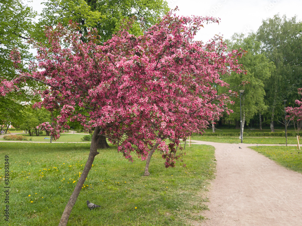 Beautiful blooming rose tree in the Park. Spring in the city. Walk through a cozy Park. Fragrant blooming.