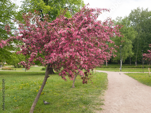 Obraz na płótnie Beautiful blooming rose tree in the Park. Spring in the city. Walk through a cozy Park. Fragrant blooming. w salonie