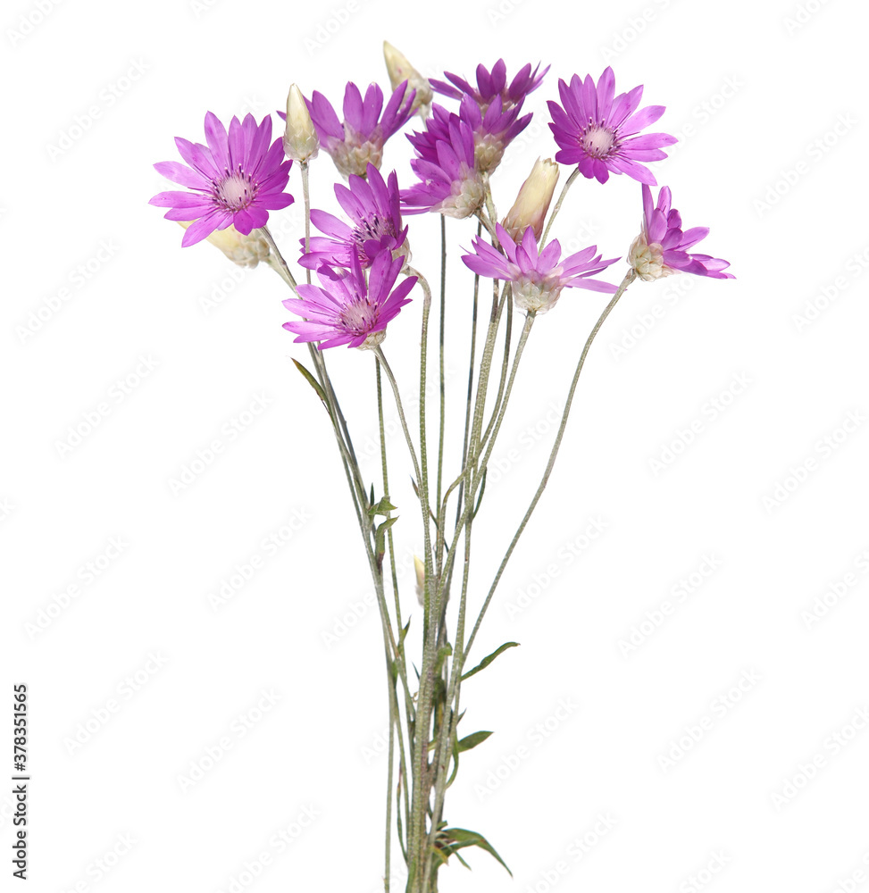 Purple flower bouquet of annual everlasting or immortelle, isolated on white, Xeranthemum annuum