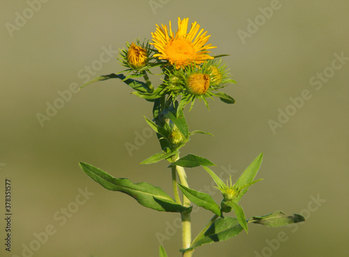 Yellow flower of meadow fleabane or British yellowhead, Inula britannica photo