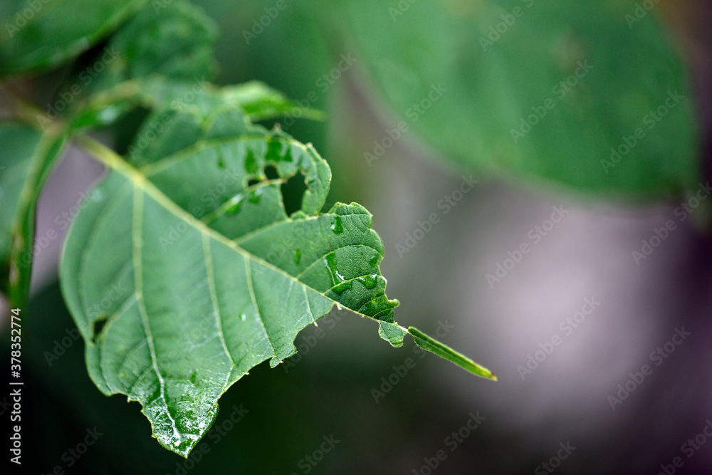 une feuille d'un arbre malade une feuille d'un arbre malade