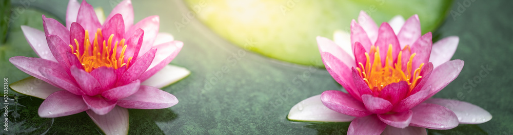Nature of lotus flower in garden using as background natural cover page Nature of lotus flower in garden using as background natural cover page
