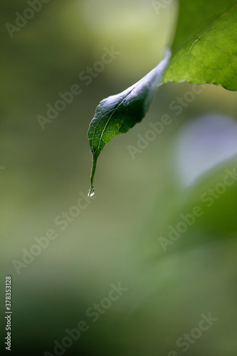 la rosée du matin sur une feuille d'arbre photo