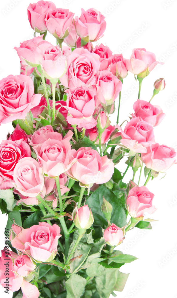 bouquet of pink roses on white background