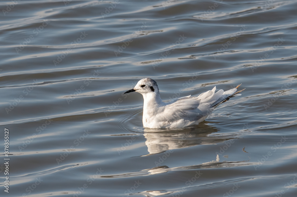 Close up of Little Gull (Hydrocoloeus minutus) Close up of Little Gull (Hydrocoloeus minutus)