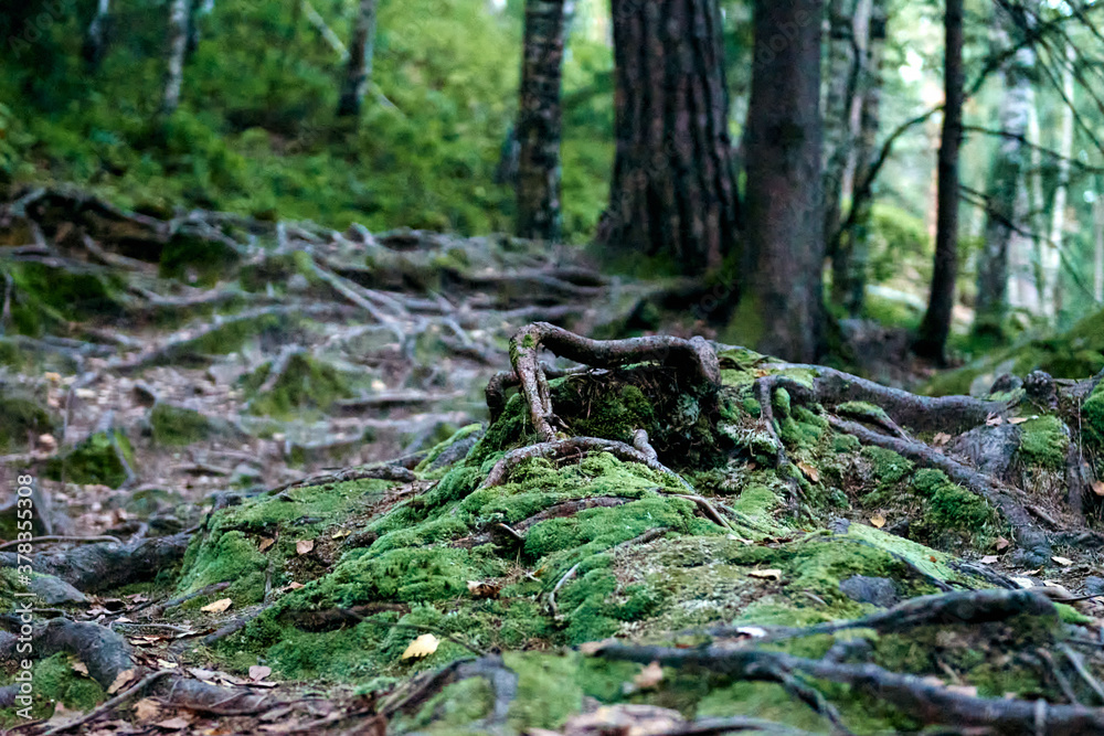 Beautiful mystical dark autumn forest in fog. A path between fir and pine-tree in sunlight. Colorful landscape in wild mountain with green grass and rocky moss stones. Local travel concept