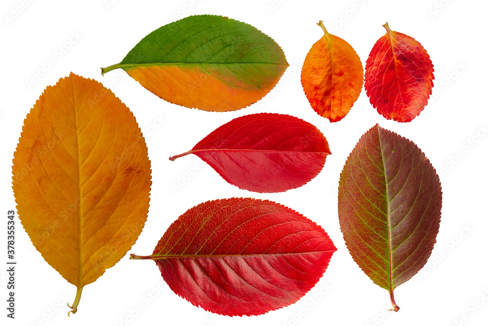Isolate of red and orange leaves of black mountain ash on a white background. Isolate of red and orange leaves of black mountain ash on a white background.