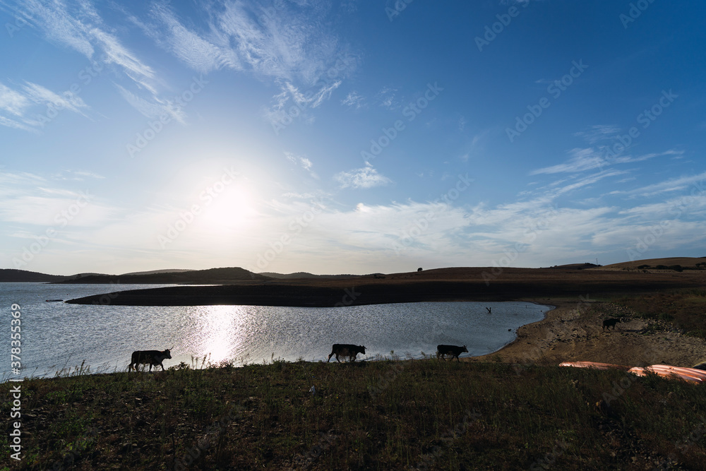Vacas pasando por el borde de un lago en un entorno natural