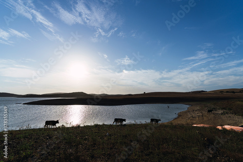 Fototapeta Naklejka Na Ścianę i Meble -  Vacas pasando por el borde de un lago en un entorno natural