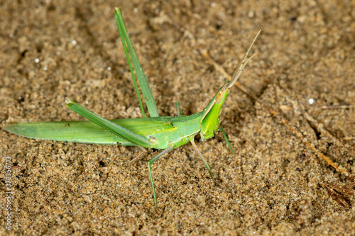 Macro portrait of the cone-headed grasshopper (Acrida ungarica) on sand © Goran