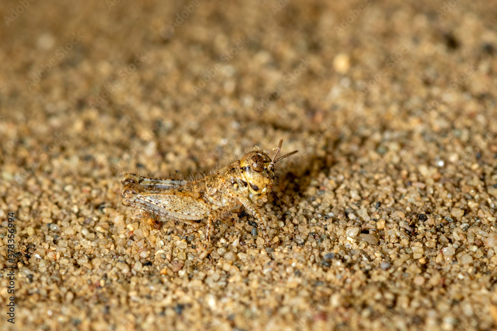 Nymph of the Acrotylus insubricus grashopper on the sand