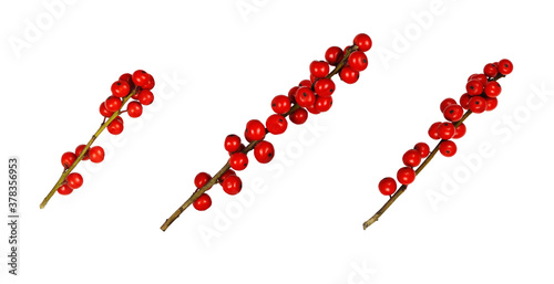 Set of twigs of Winterberry...